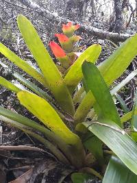 Guzmania gloriosa image