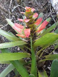 Guzmania gloriosa image