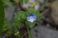 Veronica persica image