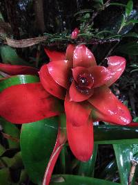 Guzmania gloriosa image