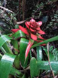 Guzmania gloriosa image