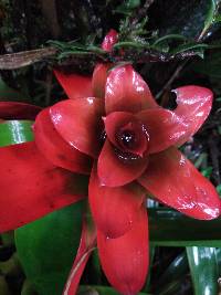 Guzmania gloriosa image