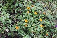 Thunbergia alata image