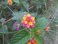 Lantana camara image