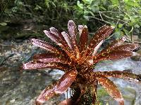 Tillandsia biflora image