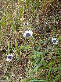 Eryngium humile image