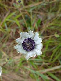 Eryngium humile image