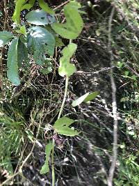 Passiflora indecora image