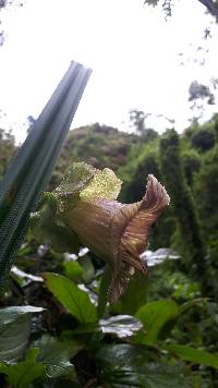 Cobaea scandens image