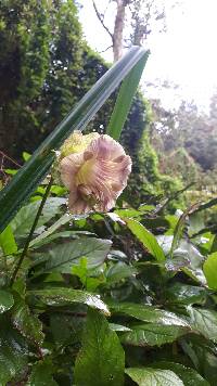 Cobaea scandens image