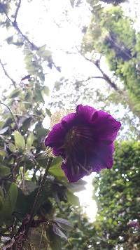 Cobaea scandens image