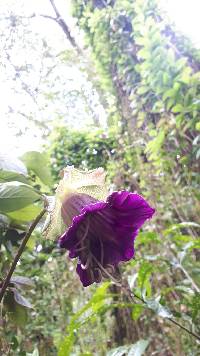 Image of Cobaea scandens