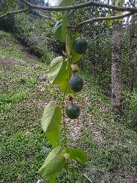 Passiflora ligularis image