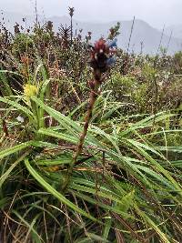 Puya eryngioides image