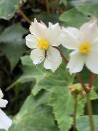 Begonia acerifolia image