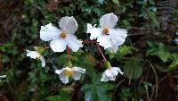 Begonia acerifolia image