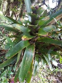 Guzmania gloriosa image