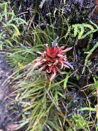 Puya eryngioides image