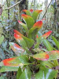 Guzmania gloriosa image