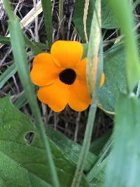 Thunbergia alata image