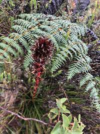 Puya eryngioides image