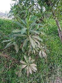 Euphorbia laurifolia image