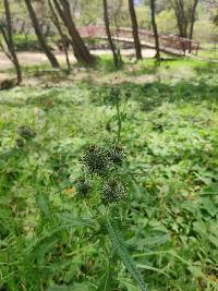 Cirsium vulgare image