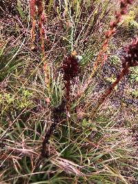 Puya eryngioides image