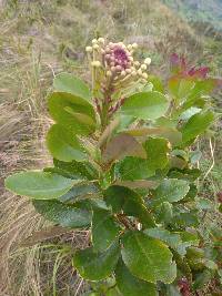 Oreocallis grandiflora image