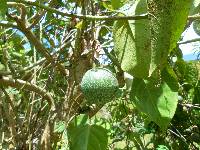 Passiflora ligularis image