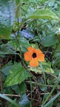 Image of Thunbergia alata