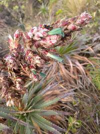 Puya parviflora image