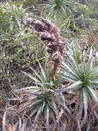 Puya parviflora image