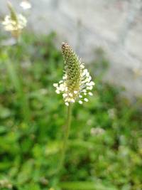 Plantago lanceolata image