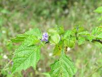 Nicandra physalodes image