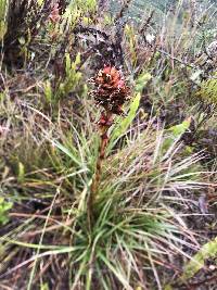 Puya eryngioides image