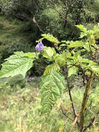 Nicandra physalodes image