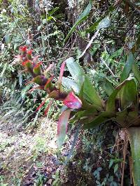 Guzmania gloriosa image