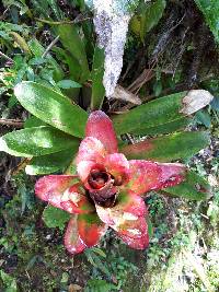 Guzmania gloriosa image