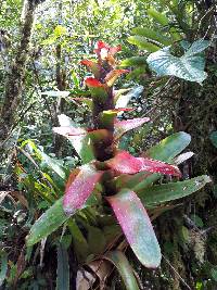 Guzmania gloriosa image