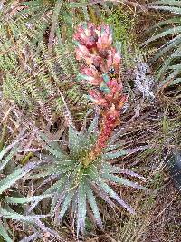 Puya parviflora image