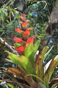 Guzmania gloriosa image