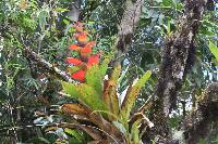 Guzmania gloriosa image