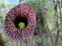 Aristolochia littoralis image