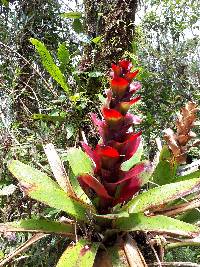 Guzmania gloriosa image