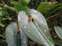 Pleurothallis coriacardia image