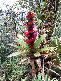 Guzmania gloriosa image