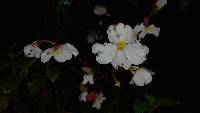 Begonia acerifolia image