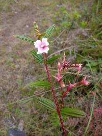 Monochaetum lineatum image