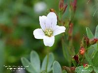 Geranium sibbaldioides image